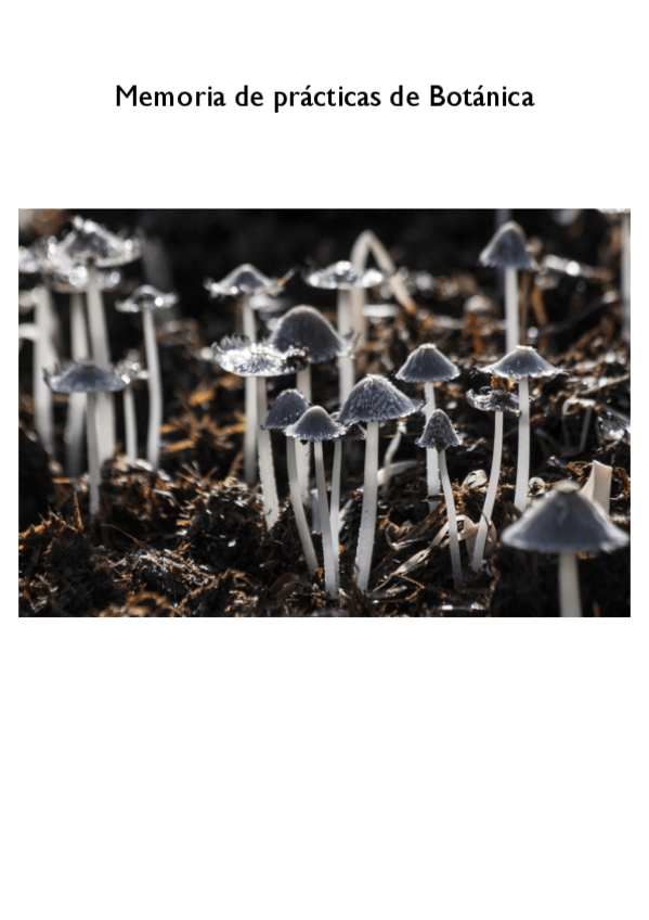 Miniatura del documento Memoria.pdf