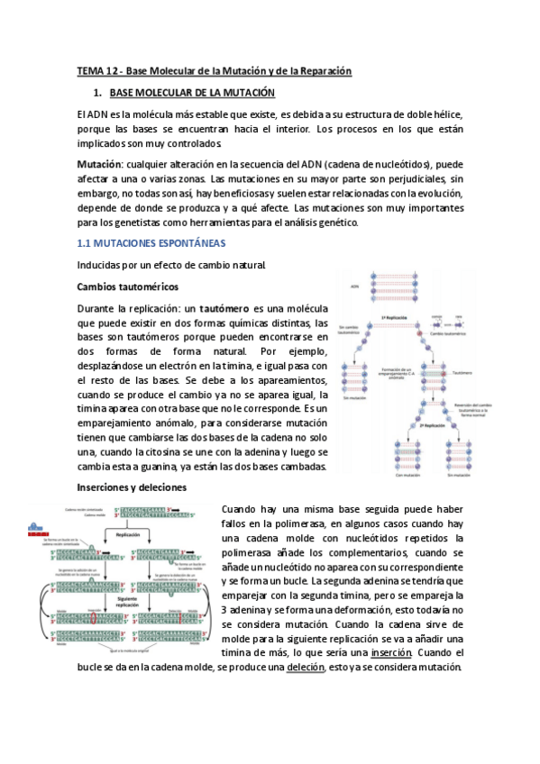 Miniatura del documento Genetica-tema-12-13-14.pdf