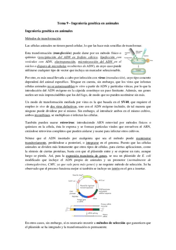 Miniatura del documento Tema 9 - Ingeniería genética en animales.pdf