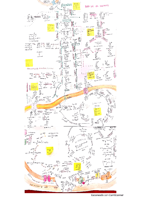 Miniatura del documento Mapa-metabolico-Corregido.pdf