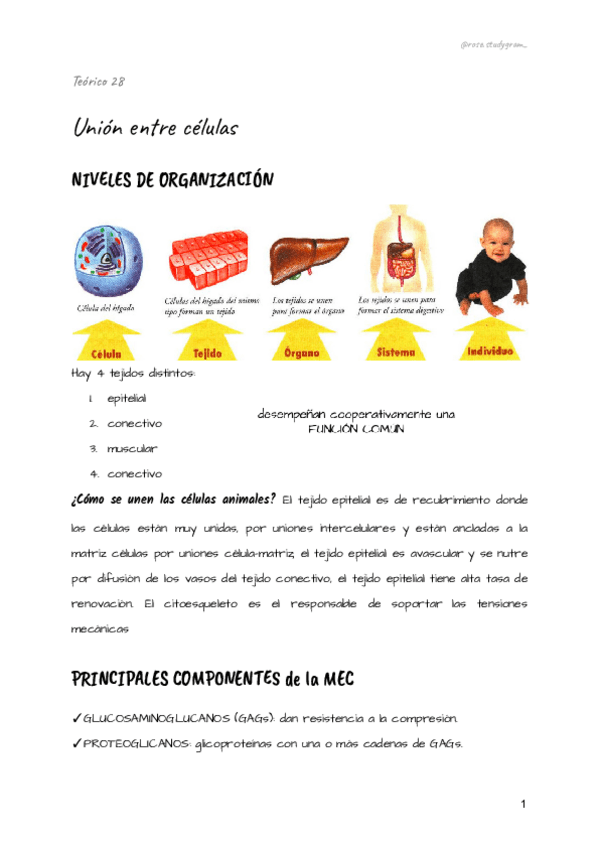 Miniatura del documento Teorico-28-bcm.pdf