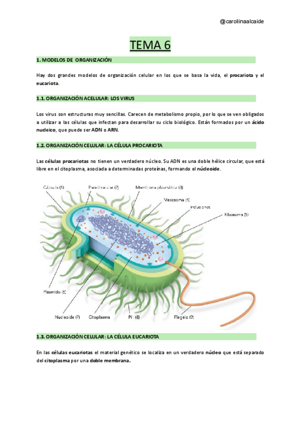 Miniatura del documento TEMA-6-Organizacion-celular.pdf