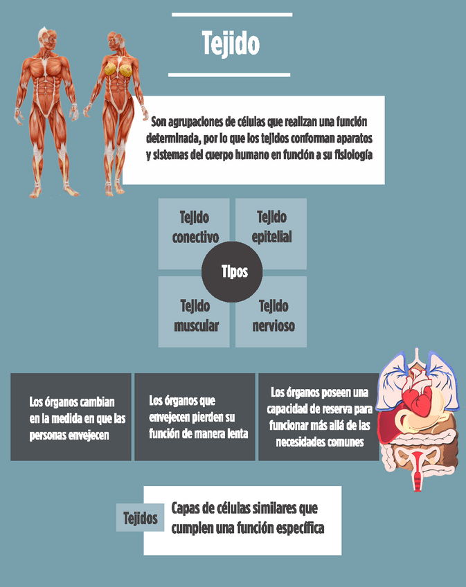 Miniatura del documento Infografia-de-los-tejidos.pdf
