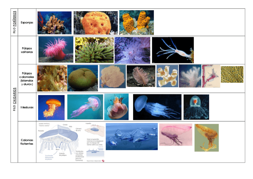 Miniatura del documento Visu-Animal.pdf