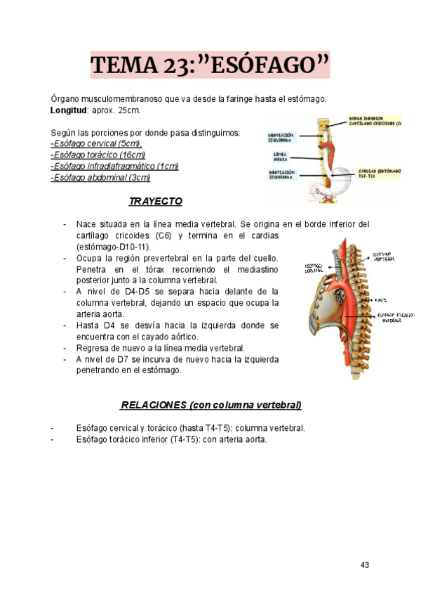 Miniatura del documento T23-esofagomerged.pdf