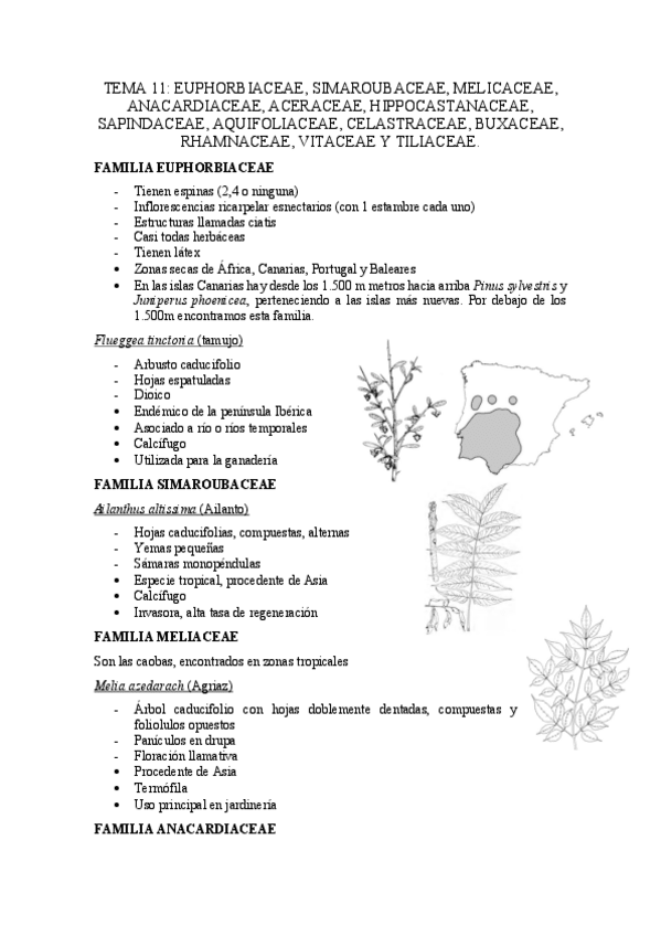 Miniatura del documento Tema-11.pdf