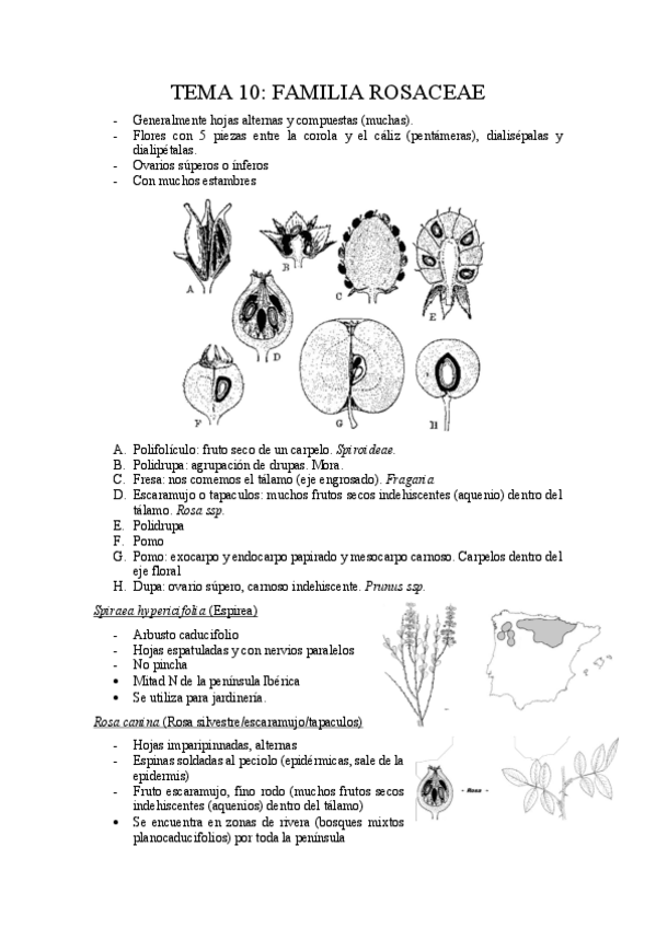 Miniatura del documento Tema-10.pdf
