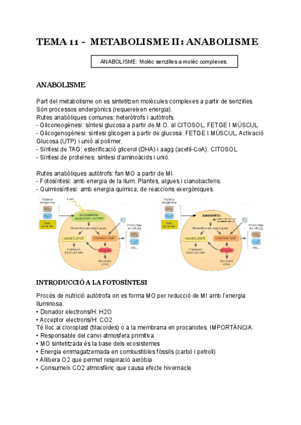 Miniatura del documento TEMA-11-METABOLISME-II-ANABOLISME.pdf