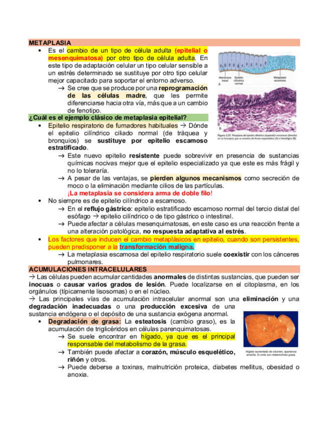 Miniatura del documento metaplasia.pdf