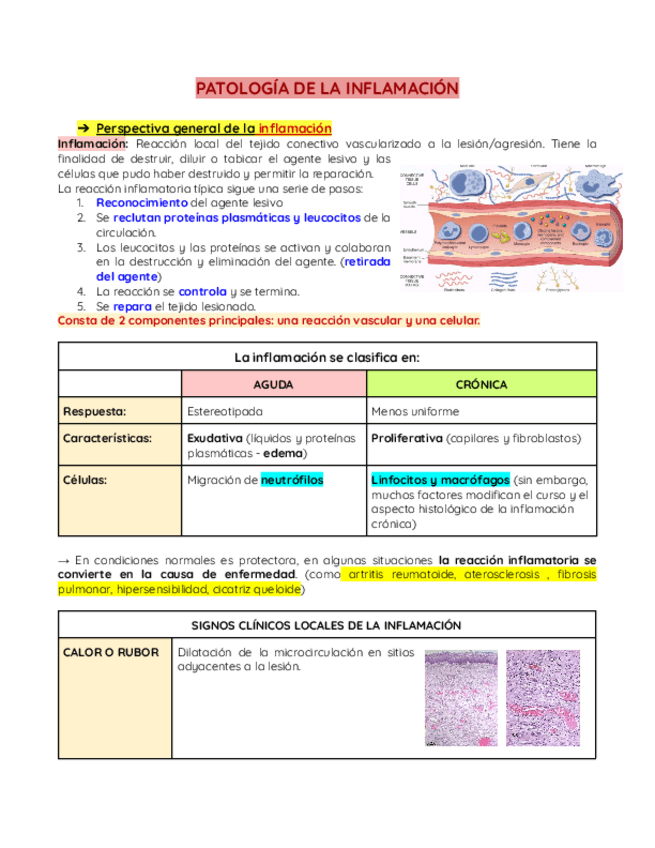 Miniatura del documento PATOLOGIA-INFLAMACION.pdf