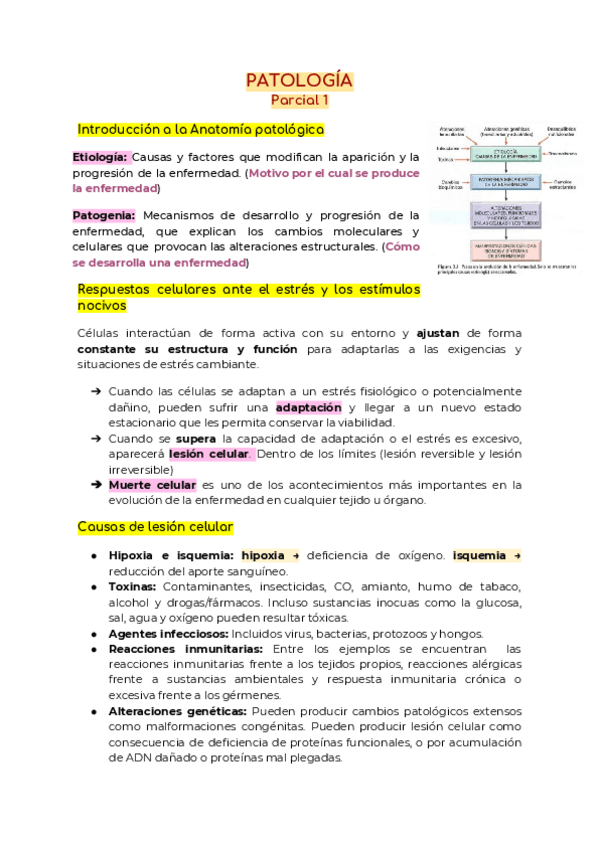 Miniatura del documento PATOLOGIA.pdf