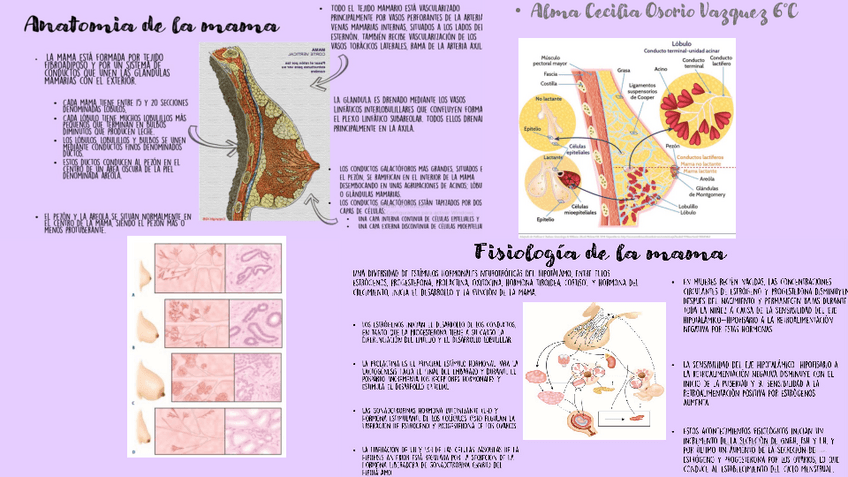 Miniatura del documento ANATOMIA-DE-LA-MAMA.pdf