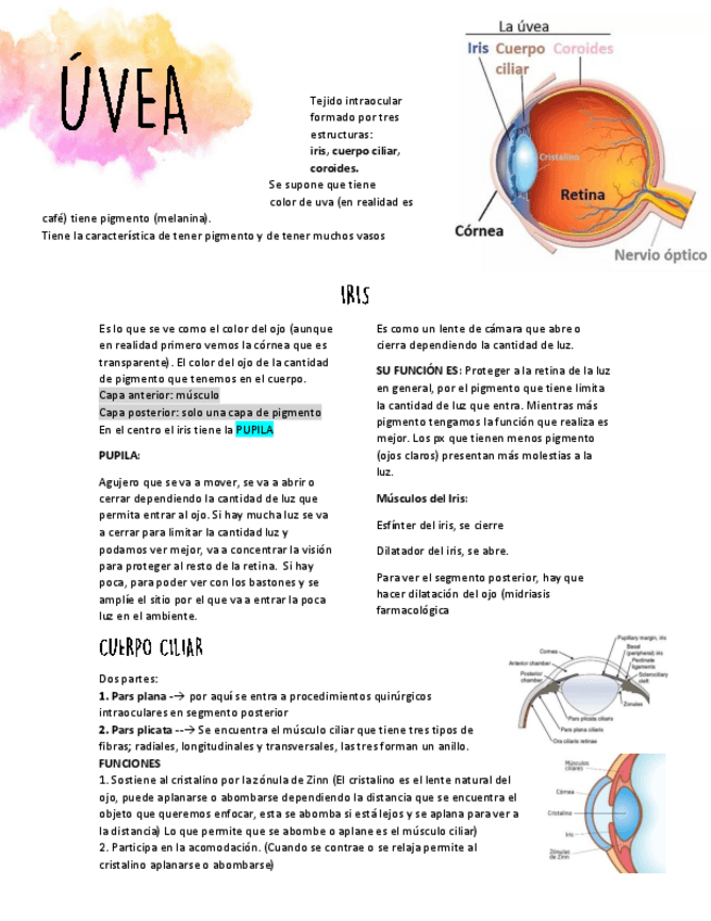 Miniatura del documento UVEITIS.pdf