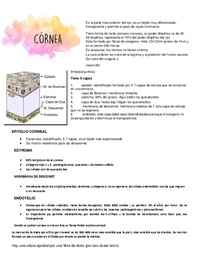 Miniatura del documento CORNEA.pdf
