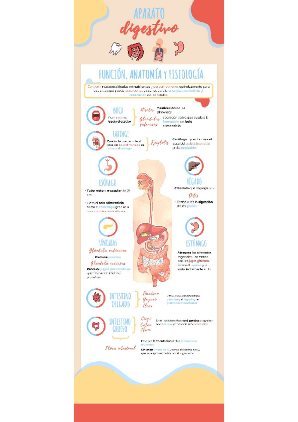 Miniatura del documento Infografía Aparato Digestivo.pdf
