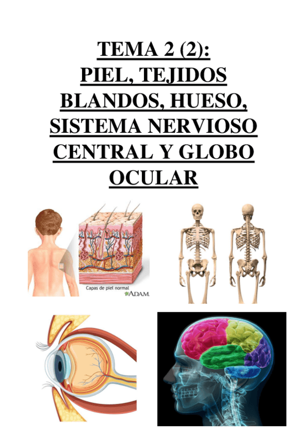 Miniatura del documento TEMA 2 (2) - PIEL, TEJIDOS BLANDOS, HUESO, SISTEMA NERVIOSO CENTRAL Y GLOBO OCULAR.pdf