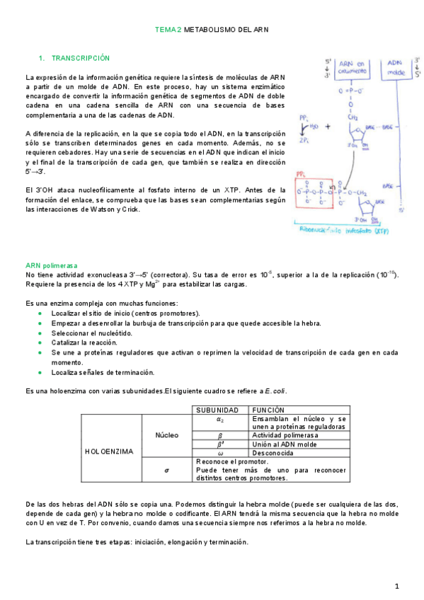 Miniatura del documento Tema 2 - Metabolismo del ARN.pdf