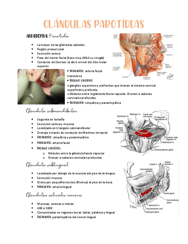 Miniatura del documento GLANDULAS-PAROTIDEAS.pdf