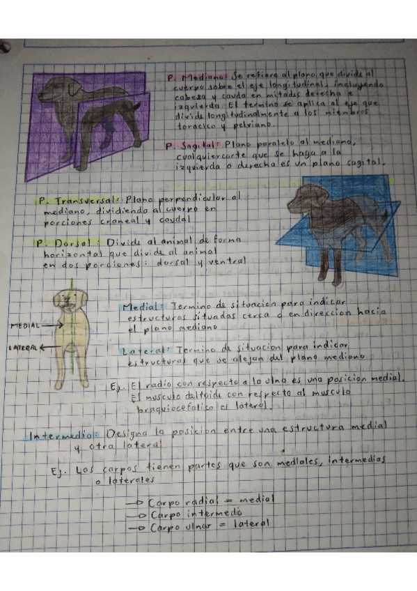 Miniatura del documento TERMINOS-DE-SITUACION-Y-DIRECCION.pdf