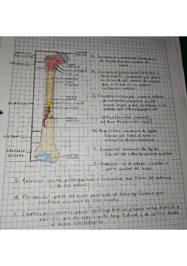 Miniatura del documento ESTRUCTURAS-DE-LOS-HUESOS.pdf