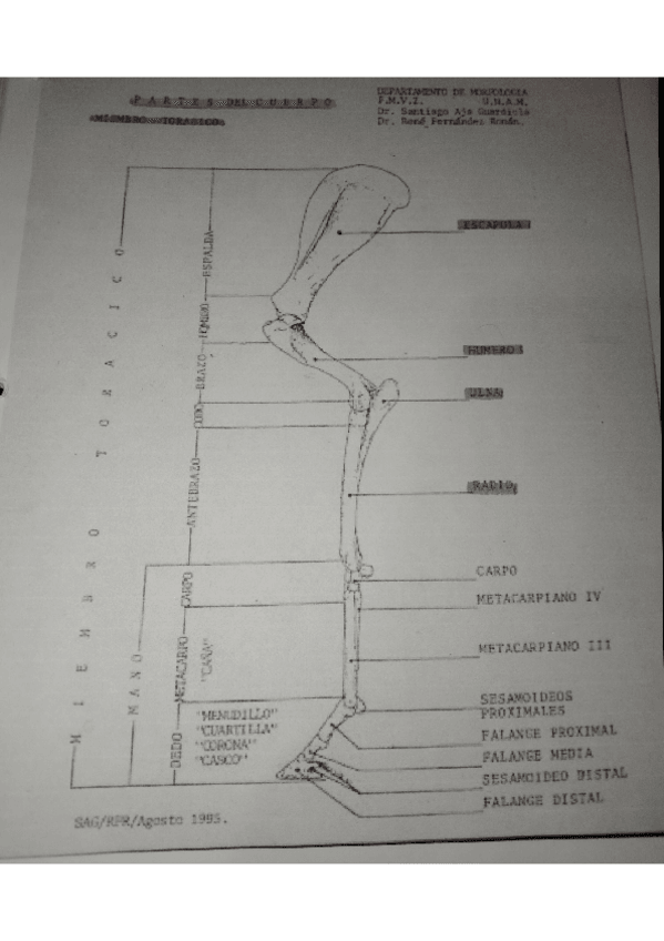 Miniatura del documento OSTEOLOGIA-TORACICO-Y-PELVIANO.pdf
