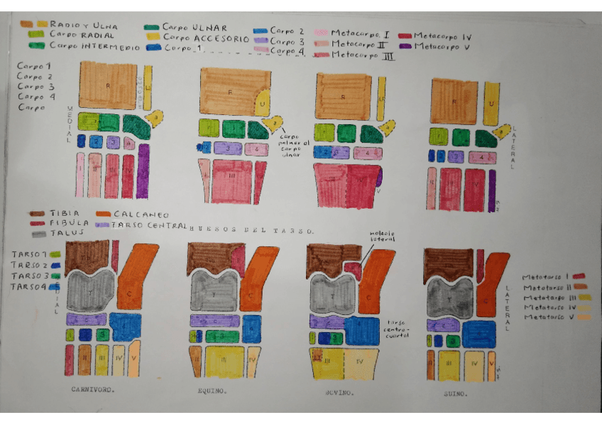 Miniatura del documento HUESOS-DEL-TARSO-Y-CARPO.pdf