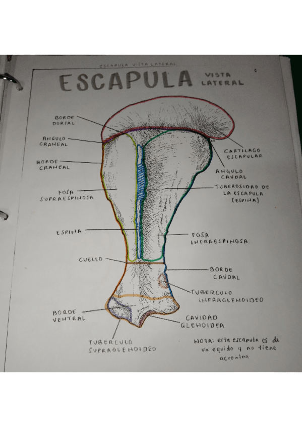 Miniatura del documento OSTEOLOGIA-ESCAPULA.pdf
