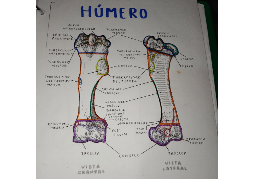 Miniatura del documento OSTEOLOGIA-HUMERO.pdf