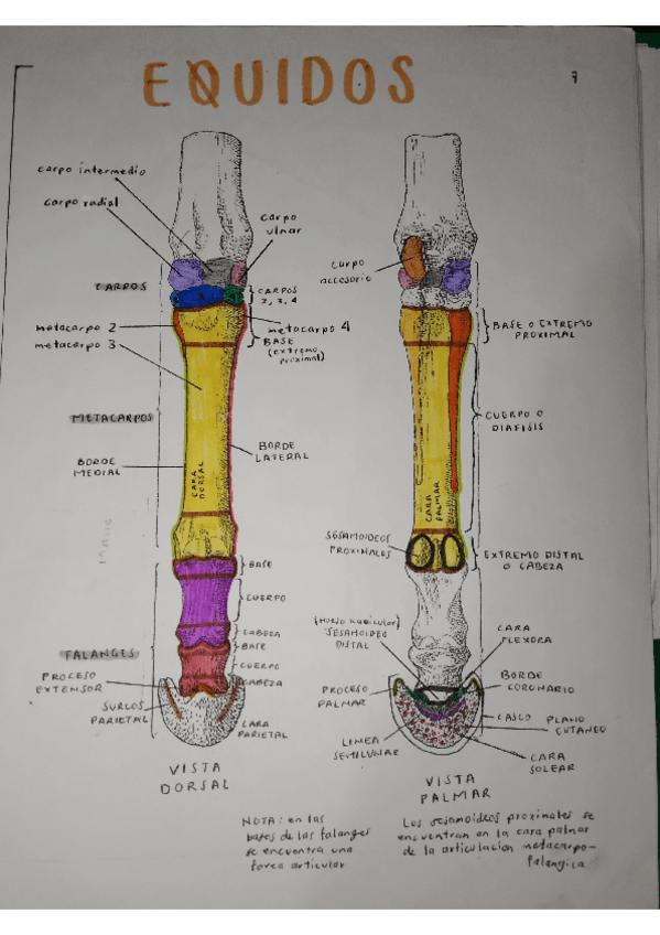 Miniatura del documento TARSOS-Y-CARPOS-EQUIDOS.pdf