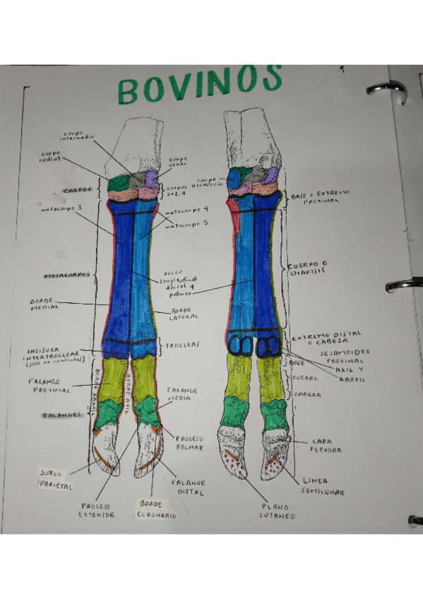 Miniatura del documento TARSOS-Y-CARPOS-BOVINOS.pdf