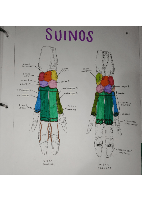 Miniatura del documento TARSOS-Y-CARPOS-SUINOS.pdf