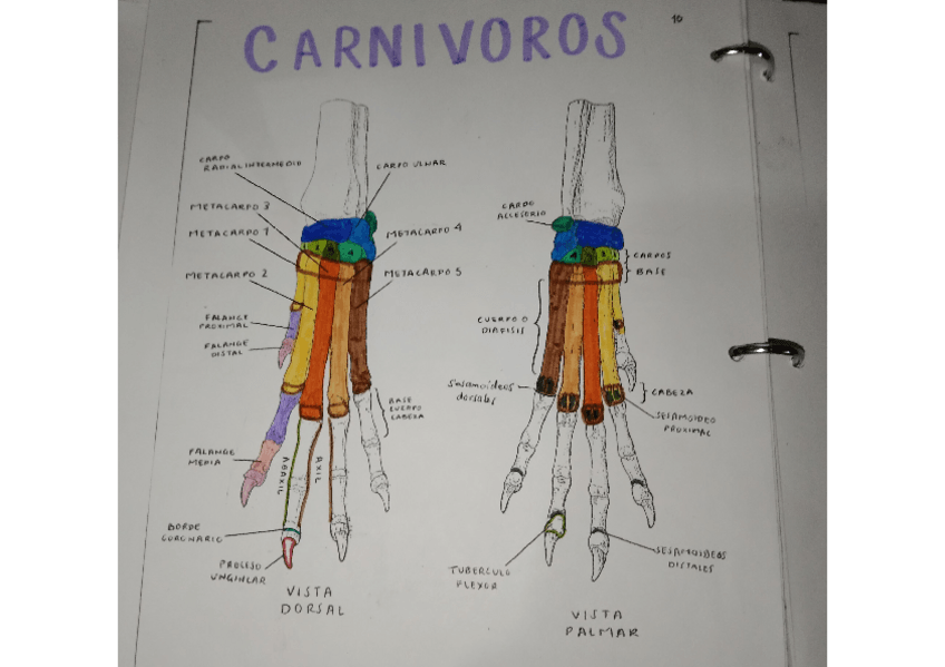Miniatura del documento TARSOS-Y-CARPOS-CARNIVOROS.pdf