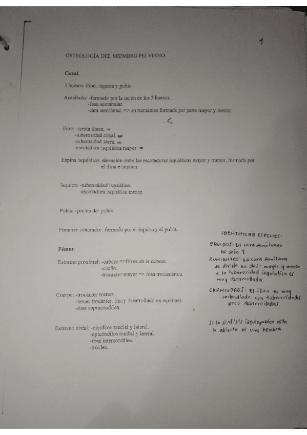 Miniatura del documento OSTEOLOGIA-PELVIANO.pdf