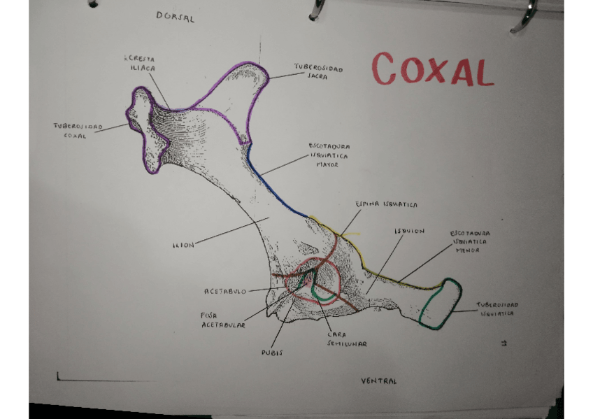 Miniatura del documento OSTEOLOGIA-COXAL.pdf