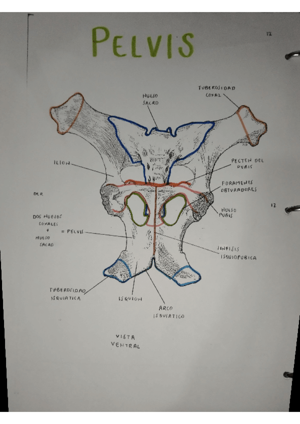 Miniatura del documento OSTEOLOGIA-PELVIS.pdf