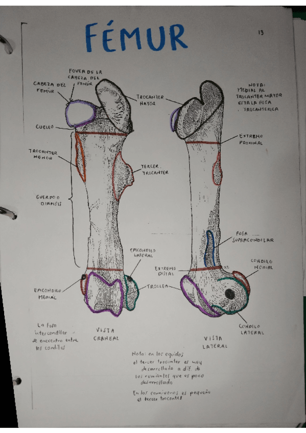 Miniatura del documento OSTEOLOGIA-FEMUR.pdf