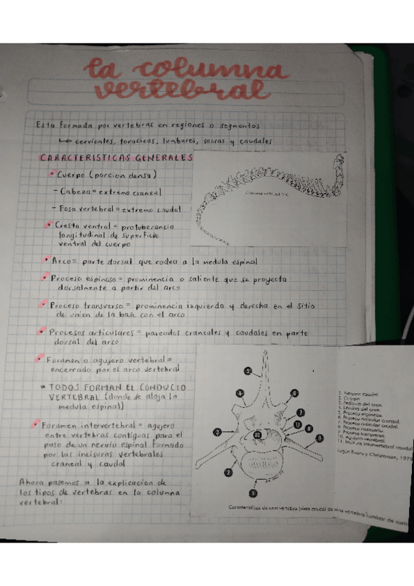 Miniatura del documento COLUMNA-VERTEBRAL.pdf