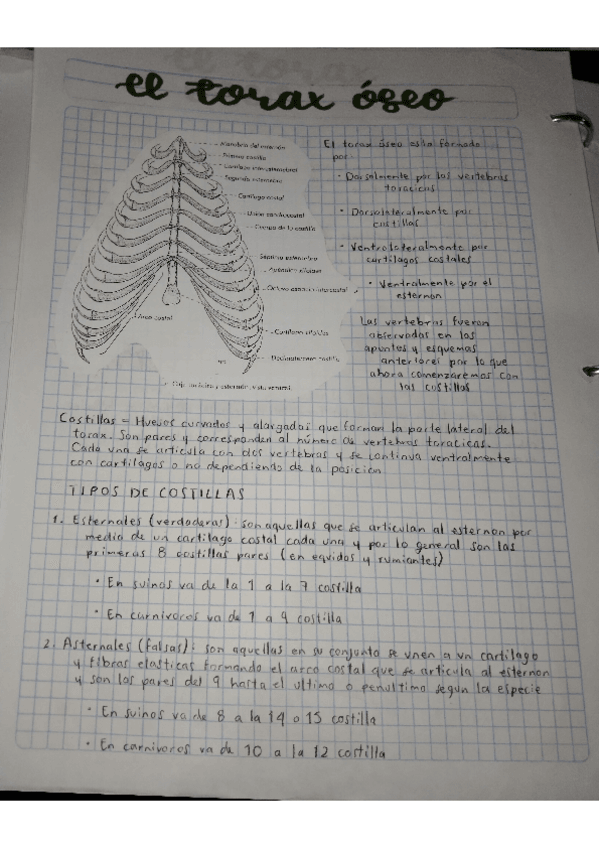 Miniatura del documento EL-TORAX-OSEO.pdf