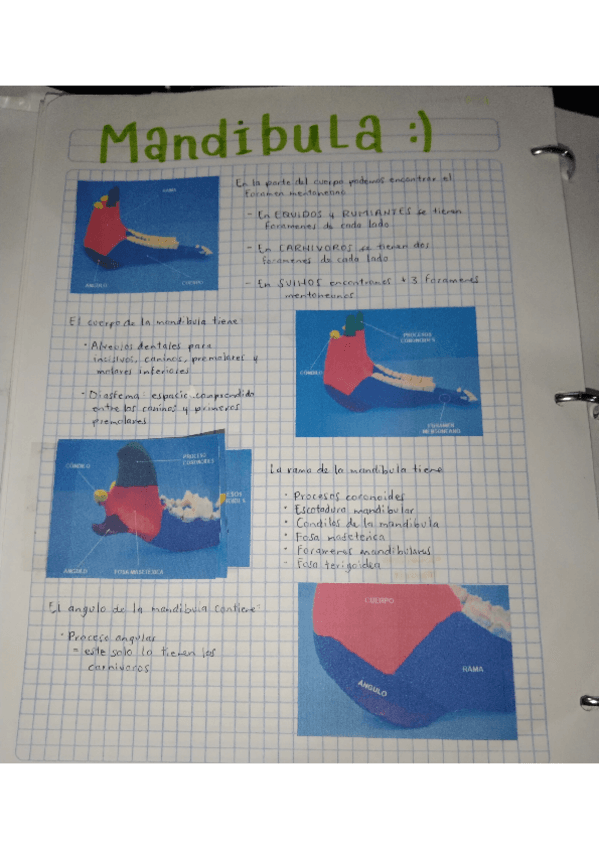 Miniatura del documento MANDIBULA.pdf