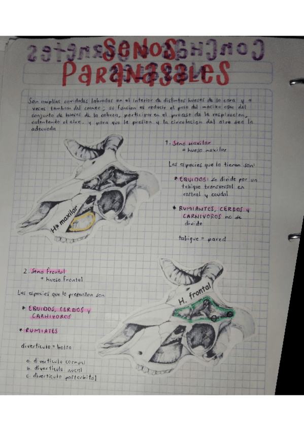 Miniatura del documento SENOS-PARANASALES.pdf
