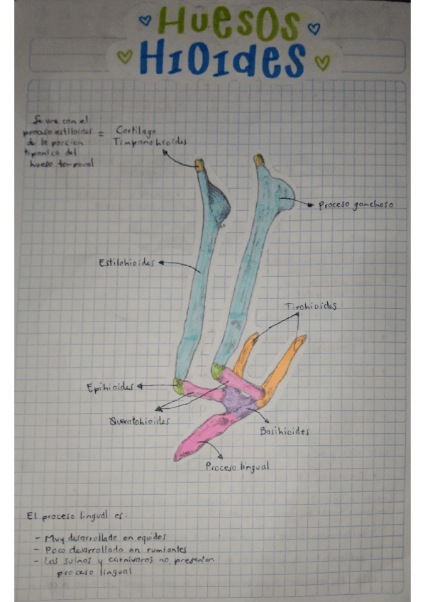 Miniatura del documento HUESOS-HIOIDES.pdf