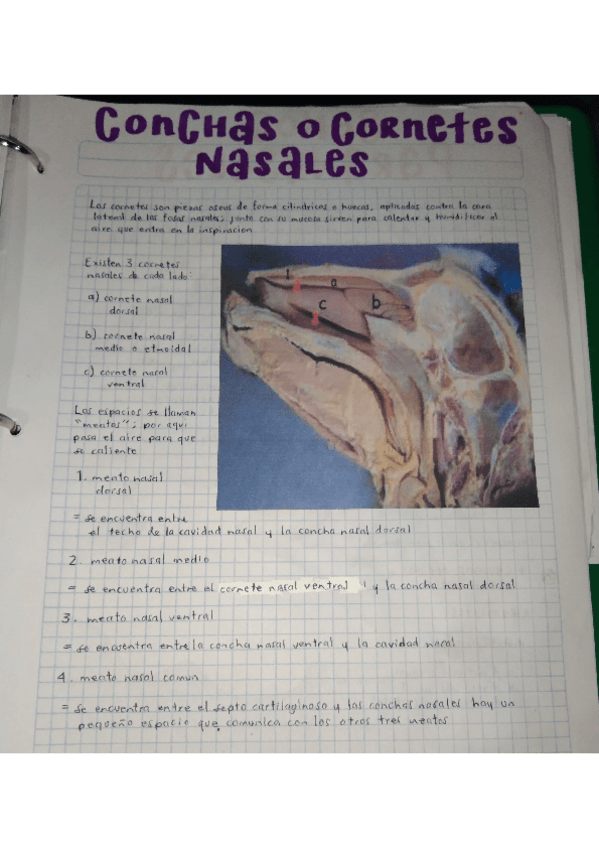 Miniatura del documento CORNETES-NASALES.pdf