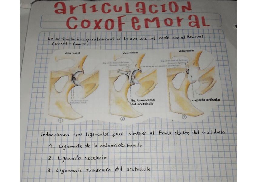 Miniatura del documento ARTICULACION-COXOFEMORAL.pdf