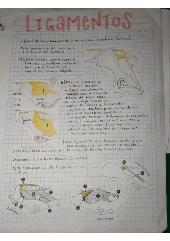 Miniatura del documento LIGAMENTOS.pdf