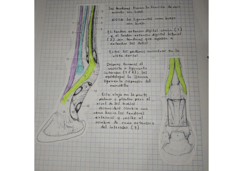 Miniatura del documento TENDONES.pdf