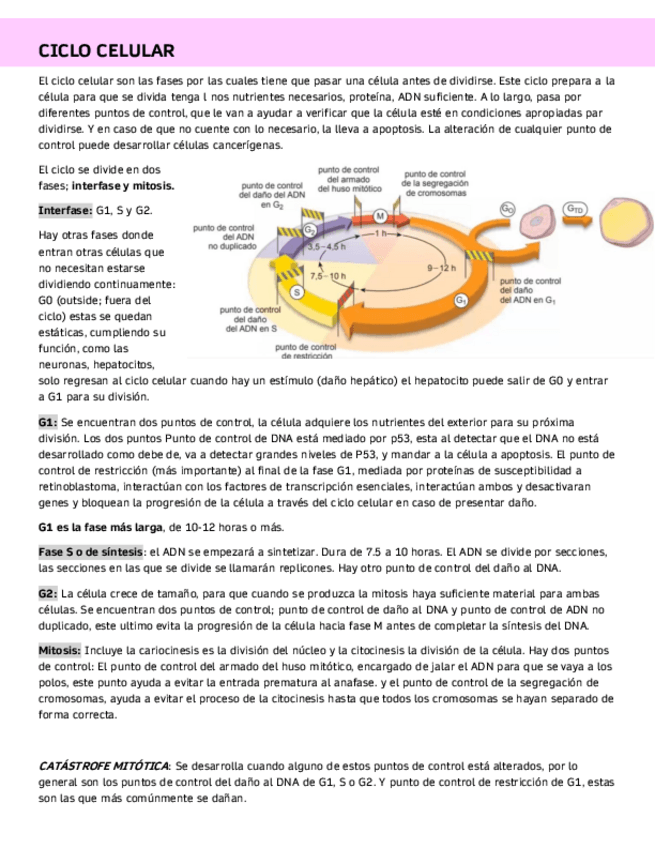 Miniatura del documento CICLO-CELULAR.pdf