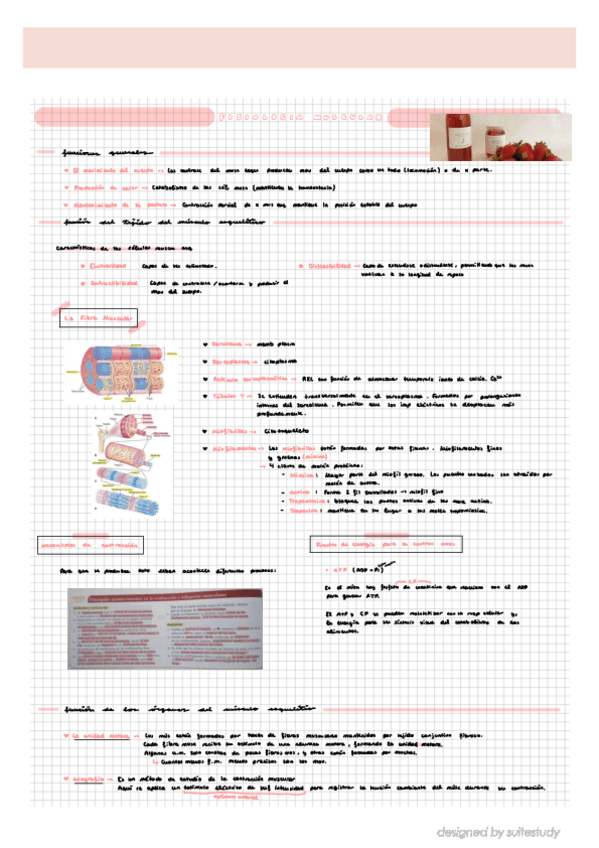 Miniatura del documento Tema-6-Fisiologia-Muscular.pdf