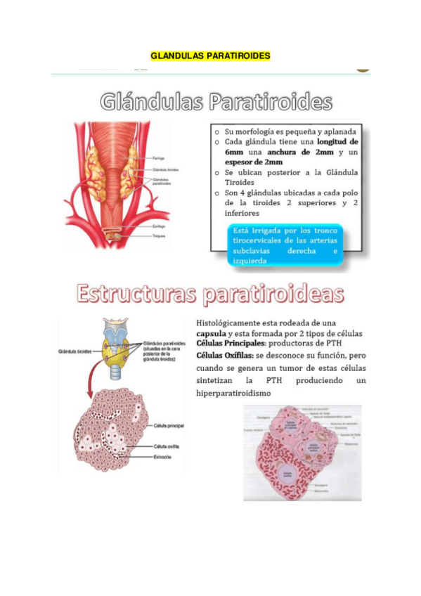 Miniatura del documento GLANDULAS-PARATIROIDES.pdf