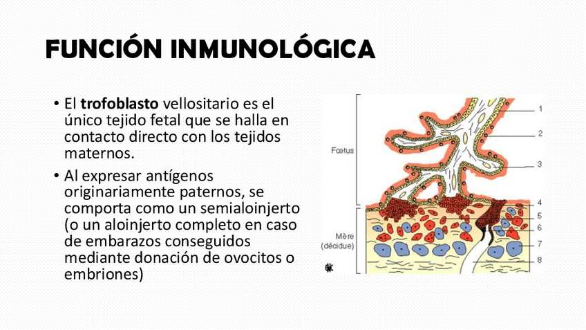 Miniatura del documento FISIOLOGIA-CLASE-COMPLETO.pdf