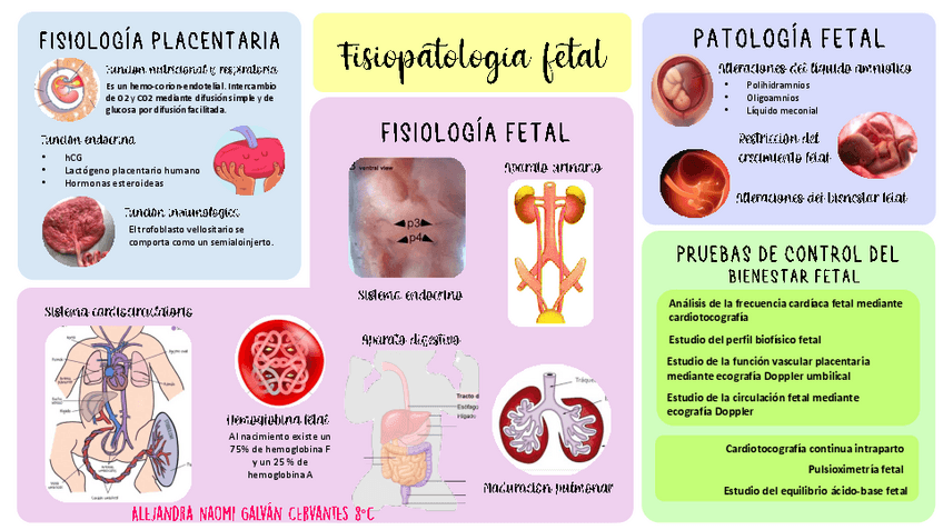 Miniatura del documento FISIOPATOLOGIA-FETAL.pdf